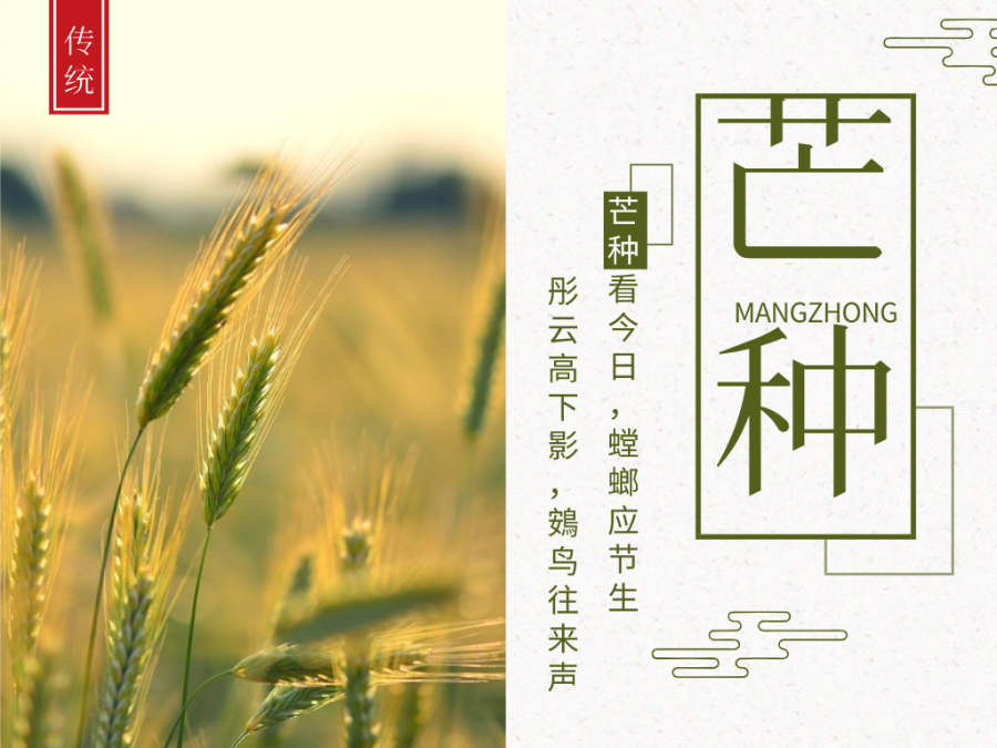 今日芒種，忙有所獲，不負耕耘！